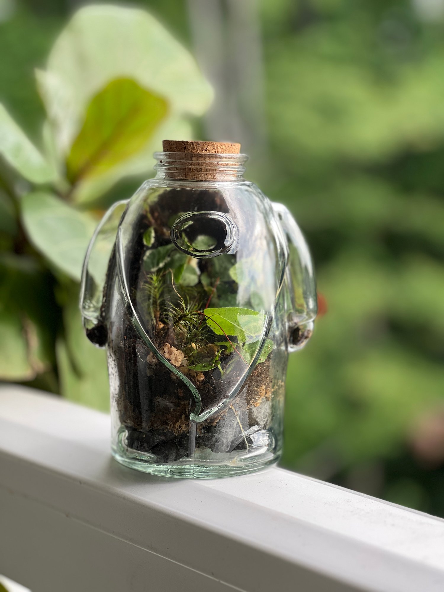 Tips For Sustainably Sourcing Local Moss for Your Terrarium - Terrarium  Creations