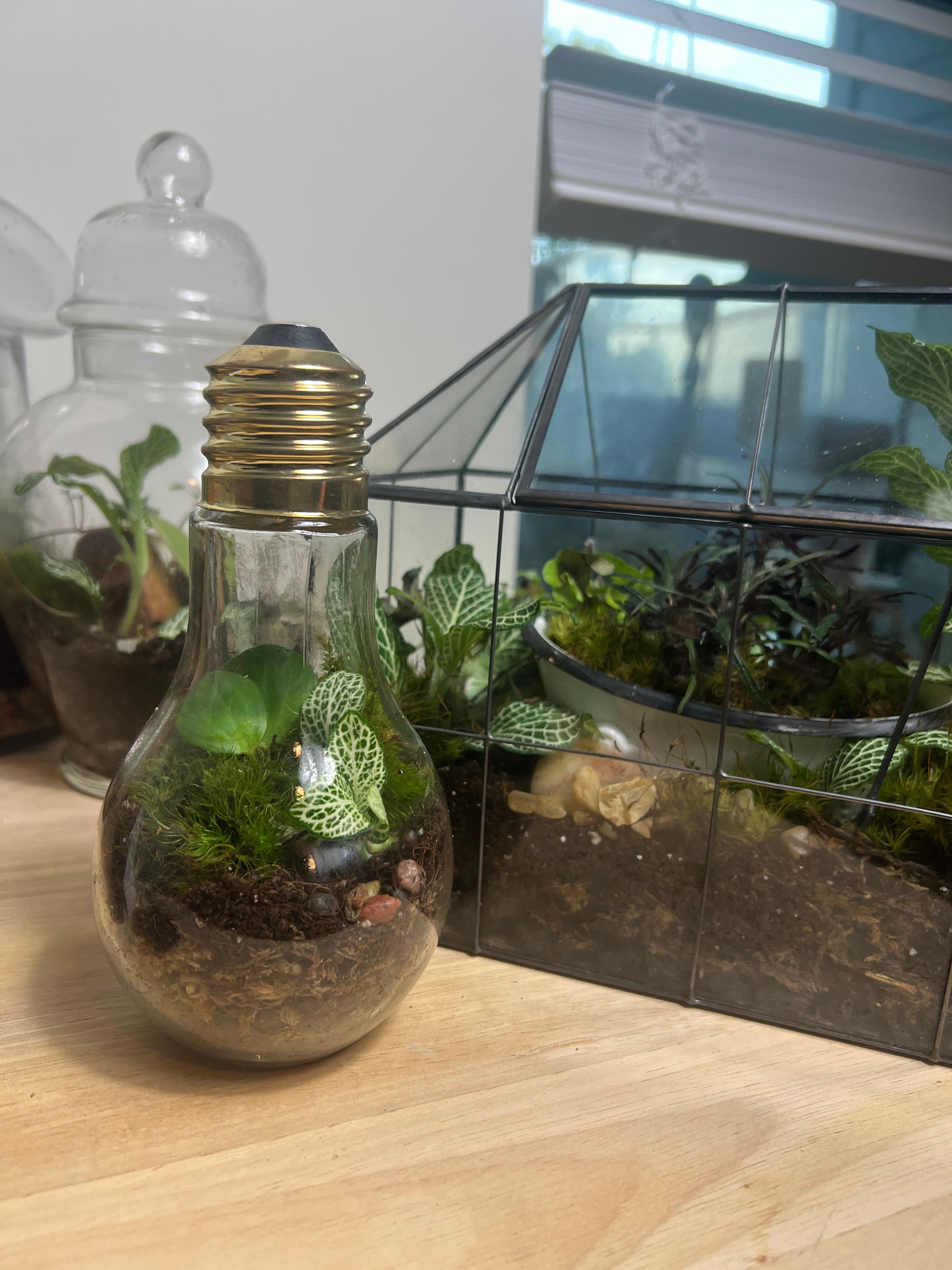 Terrarium Building for Beginners Blog Post